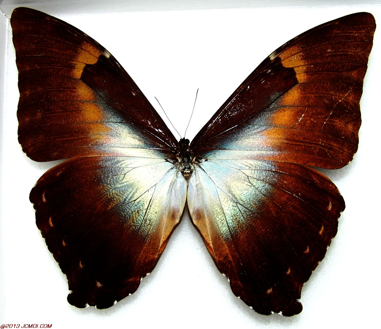 Morpho ssp